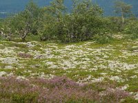 S, Dalarna, Sarna, National Park Fulufjallet 11, Saxifraga-Willem van Kruijsbergen